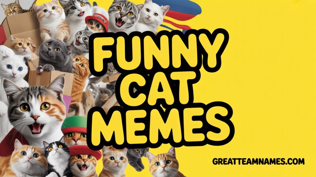 Funny Cat Memes